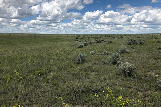 An expanse of grasslands with small shrubs growing on the right side and only grasses on the left. Fluffy clouds fill the sky. 