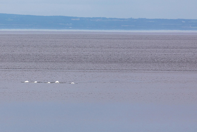 A pod of five beluga whales, with only their curved white backs appearing above the water, swim in a line across calm, grey waters.