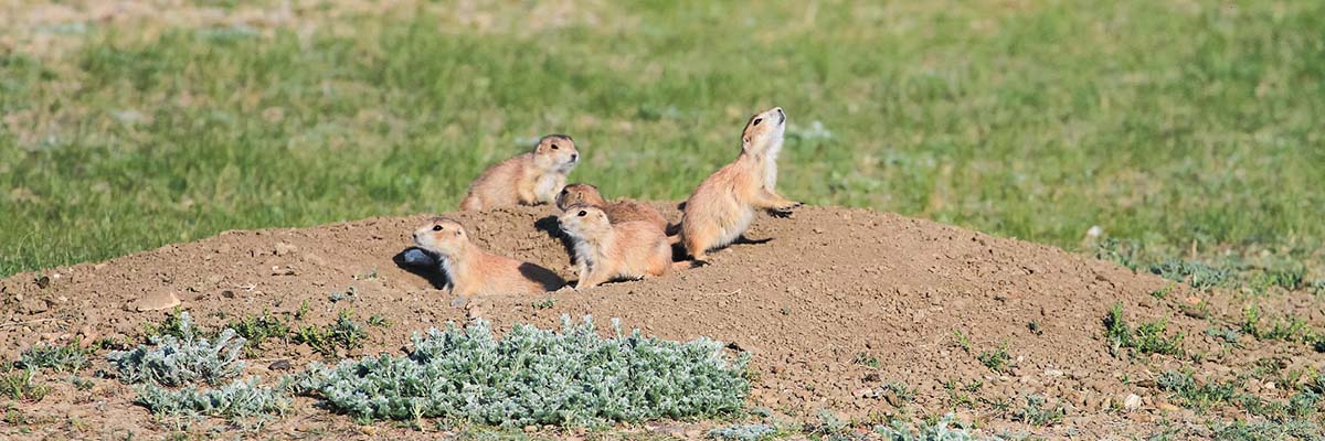 A group of four prairie dogs stand on their hind legs by their burrow. They are alert, with their heads turned in different directions.