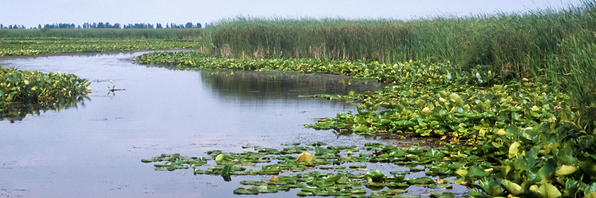 An aerial view of a vast wetland with a winding river flowing through it. The river is covered in lily pads, and tall reeds line the banks.
