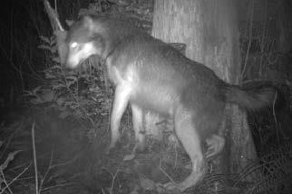 Black and white image of a wolf beside a tree at night.