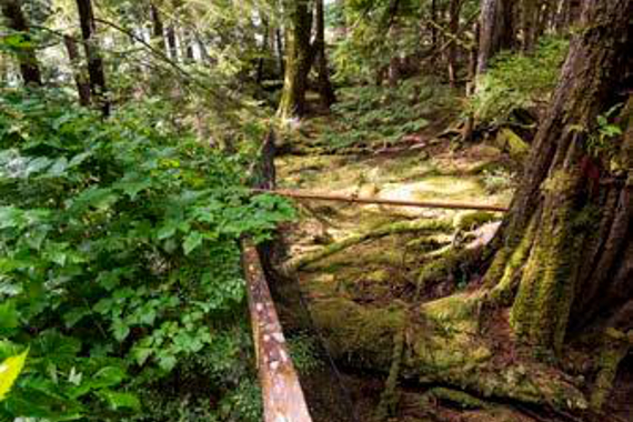 A low fence dividing two sections of forest, one with undergrowth and the other without.