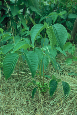 Poison Ivy plant