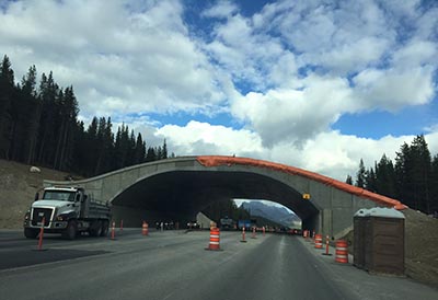 Wildlife overpass