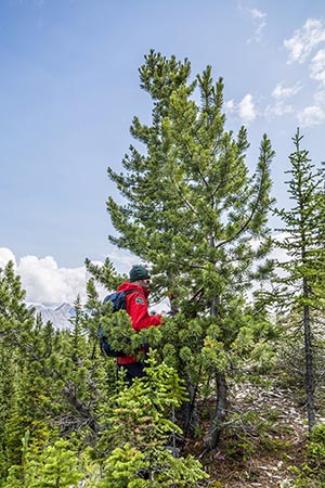 Whitebark pine