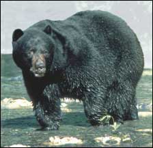 Black Bear