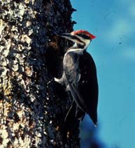 Pileated woodpecker