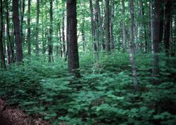 Sugar maple and beech forest at southern tip of Beausoleil Island National Park of Canada 