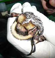 Hoary bat