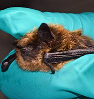 Little Brown bat