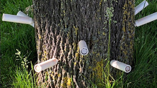 An example of a tree that is receiving a TreeAzin injection. Tree trunk with syringes sticking out. 